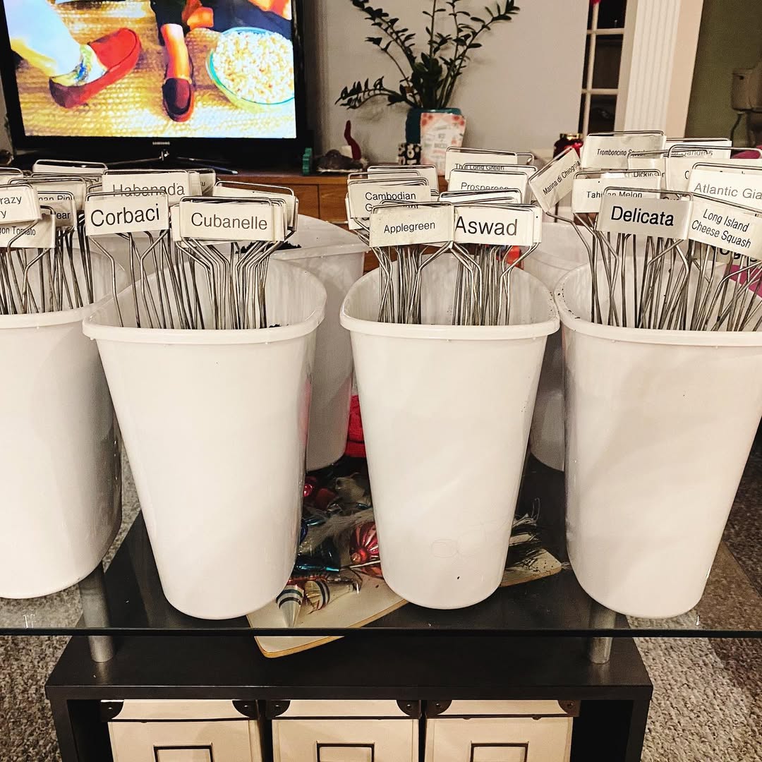 Seed Packet Organization in Cups