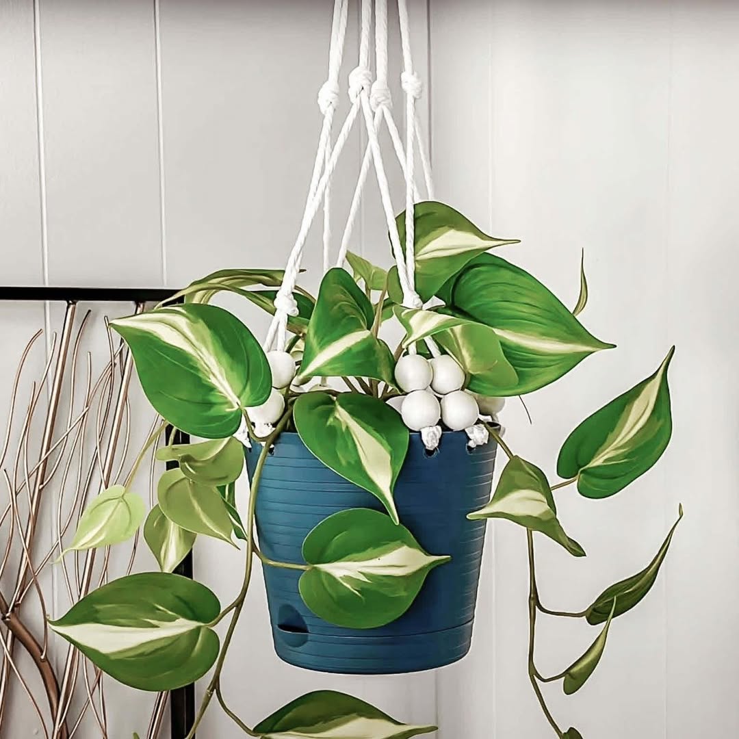 Hanging Planter