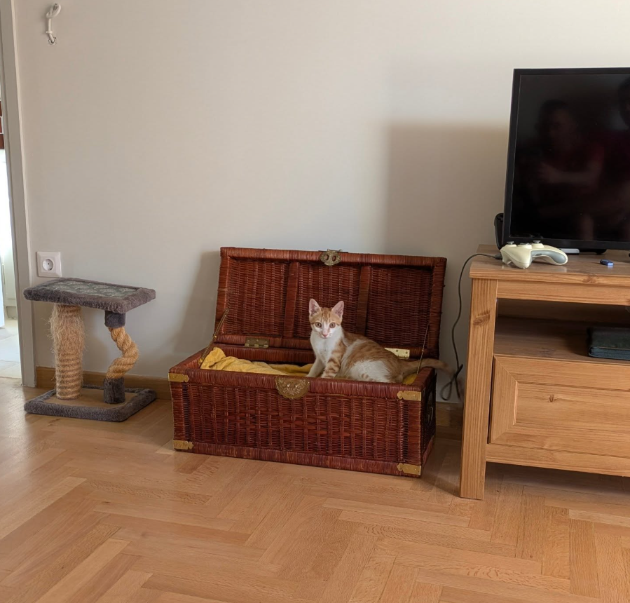 Vintage Wicker Trunk Cat Lounge