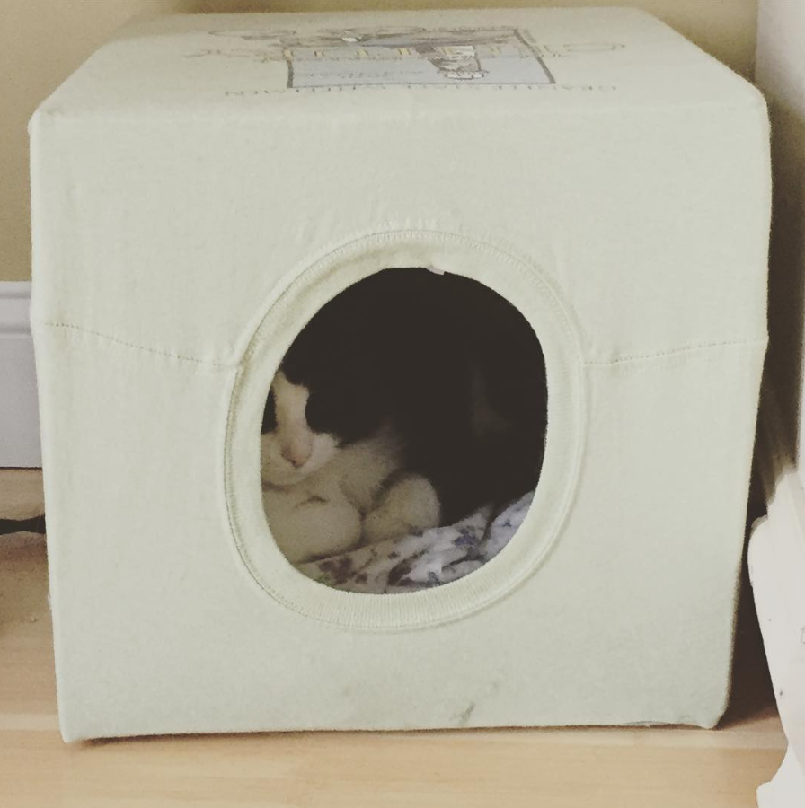 Cube-Shaped T-Shirt Cat Cave