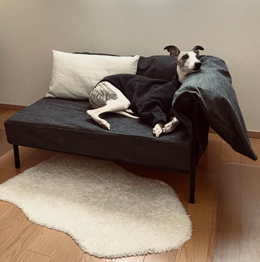 Modern Gray Upholstered Daybed