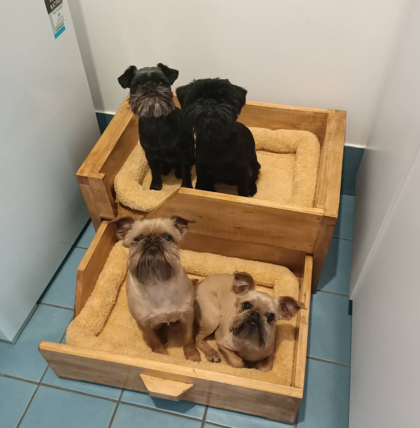 Natural Pine Bunk Beds for Multiple Dogs