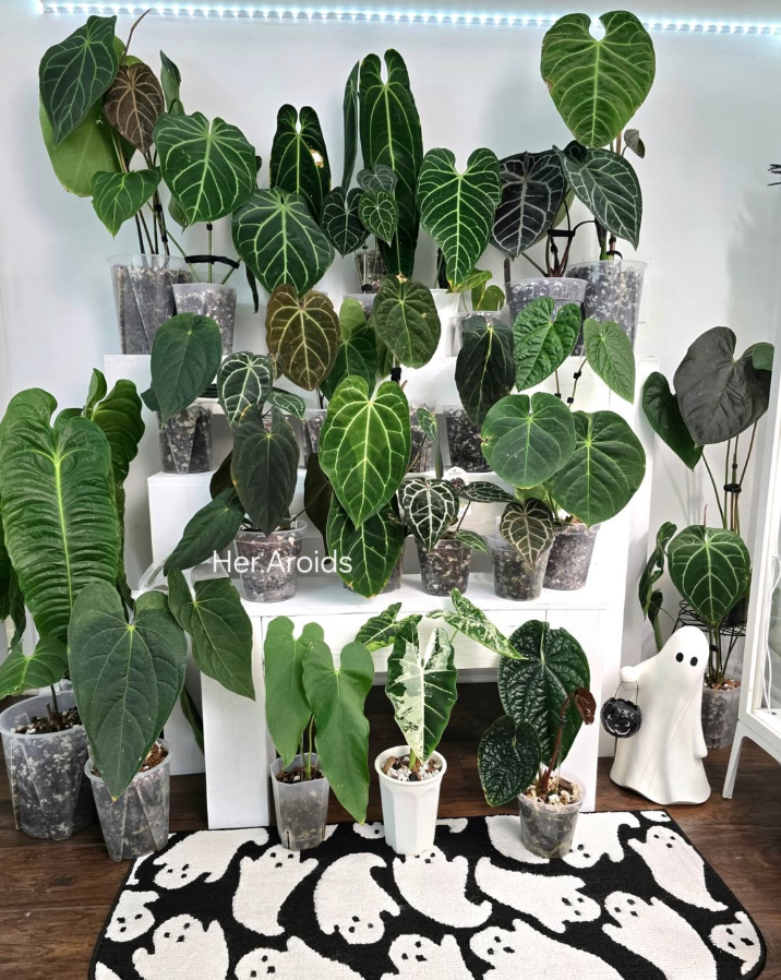 Anthurium Collection Display