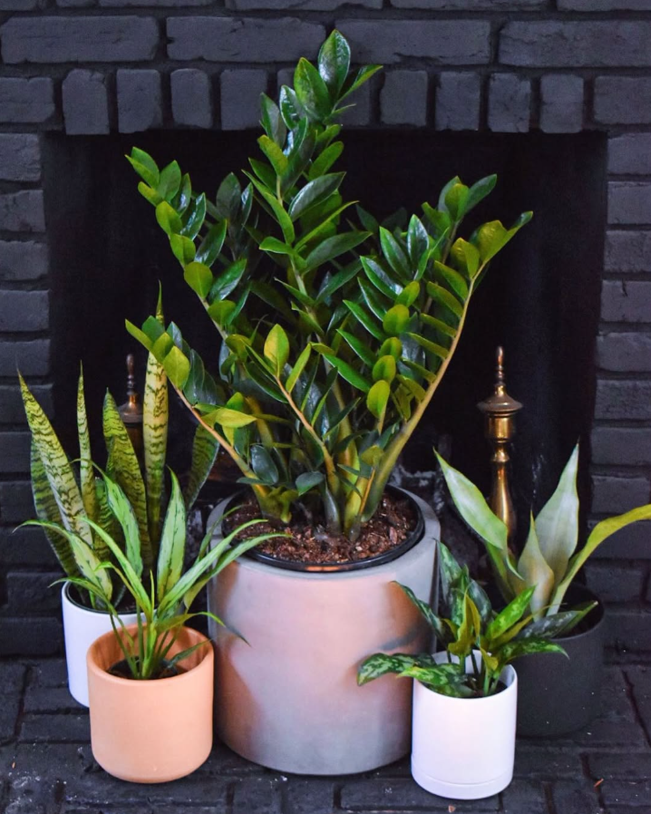 Minimalist ZZ Plant Arrangement