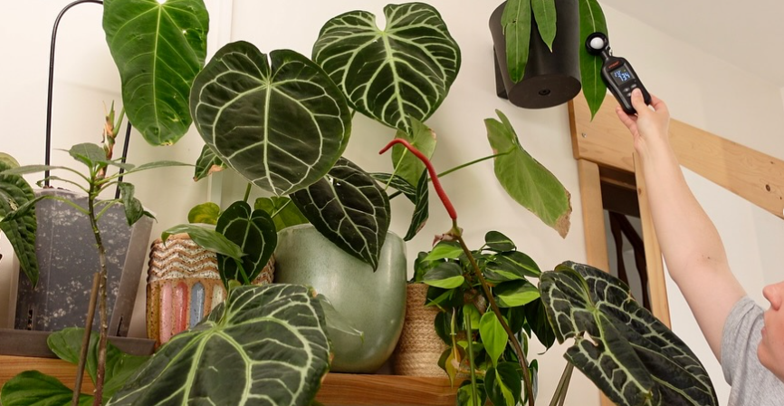 Anthurium Shelf Styling