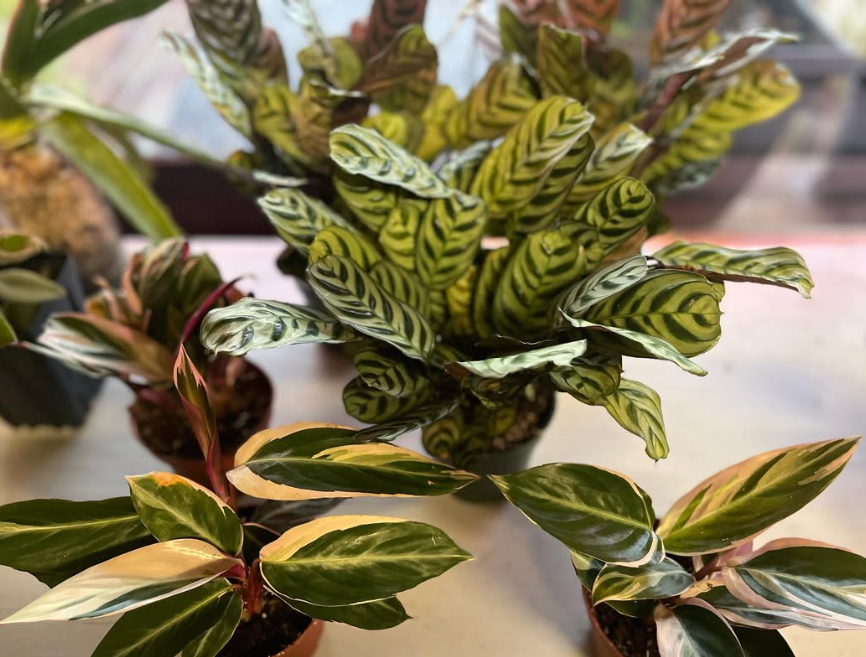 Calathea Close-Up