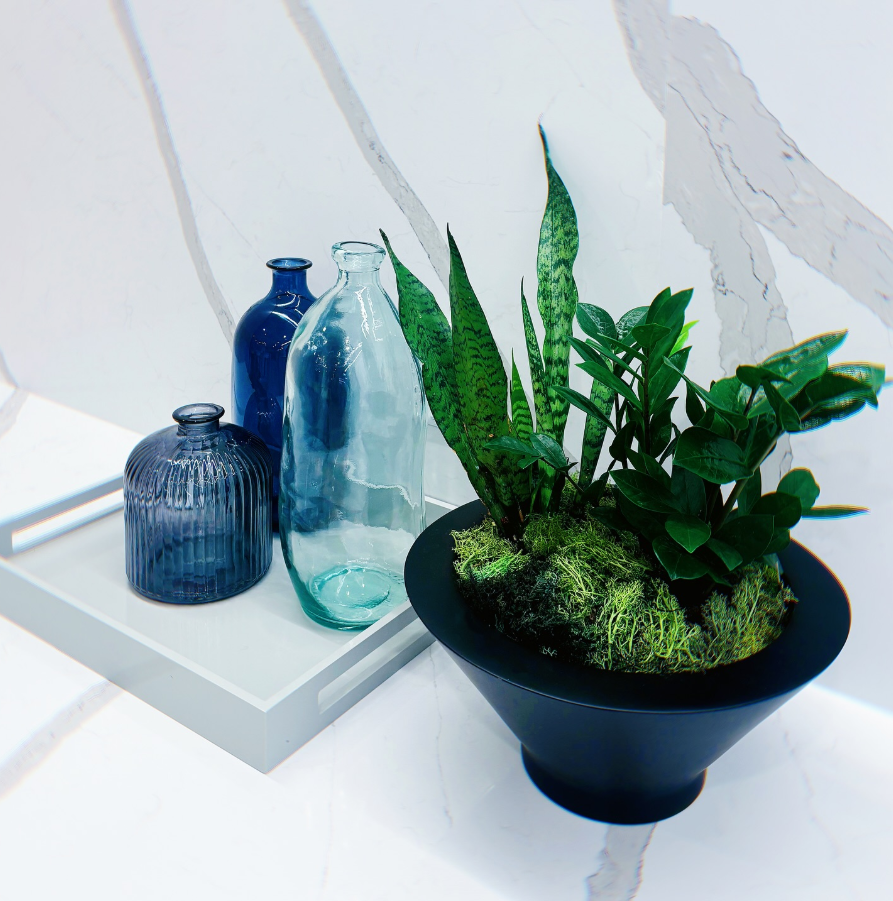 Snake and ZZ Plant