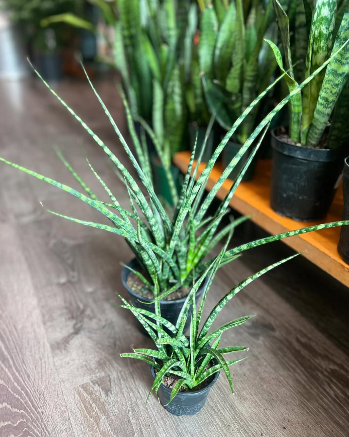 Cylindrical Snake Plant Varieties