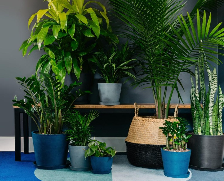 Layered Tropical Plant Display