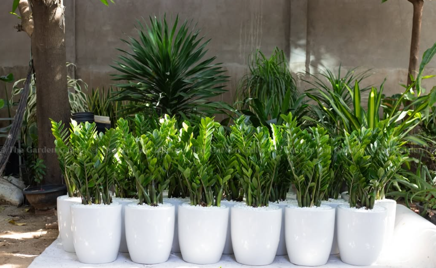 ZZ Plant Garden Row