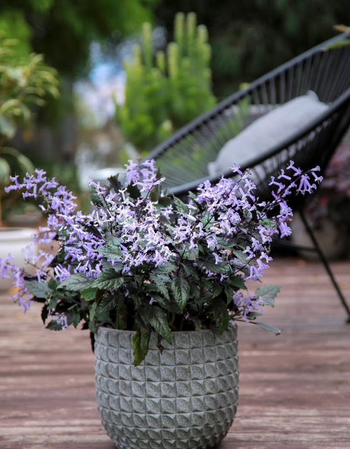 Outdoor Flowering Plant Display