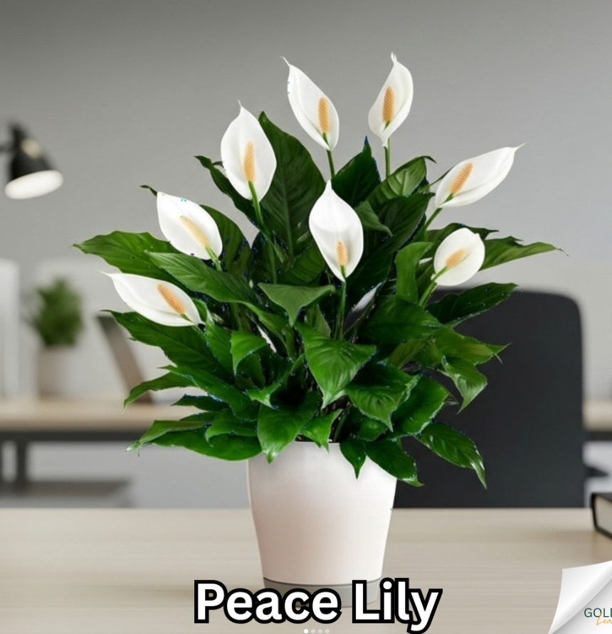 Peace Lily in White Pot