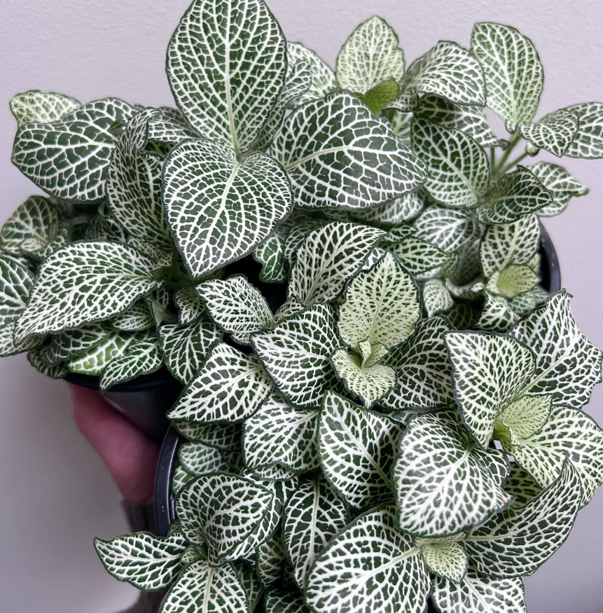 Fittonia Nerve Plant