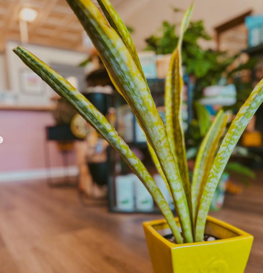 Variegated Snake Plant in Yellow Pot