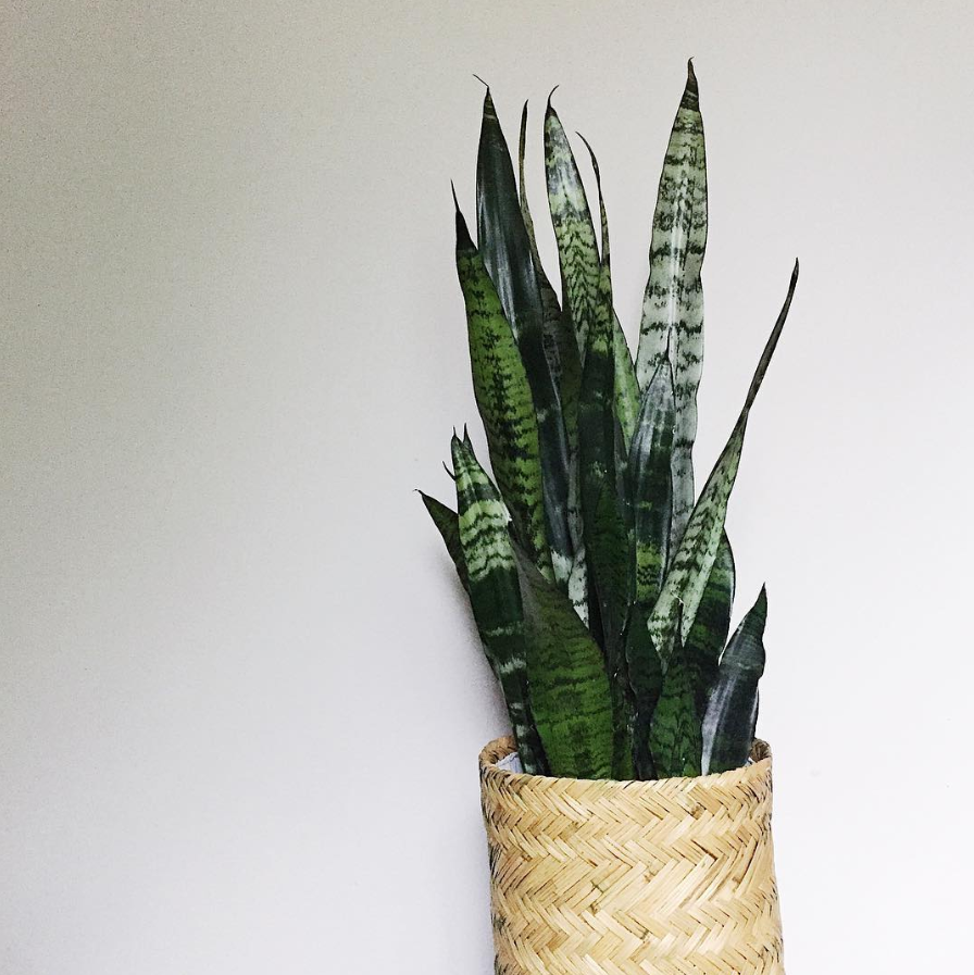 Snake Plant in Woven Basket