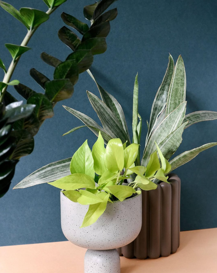 Mixed Sansevieria and Pothos Display
