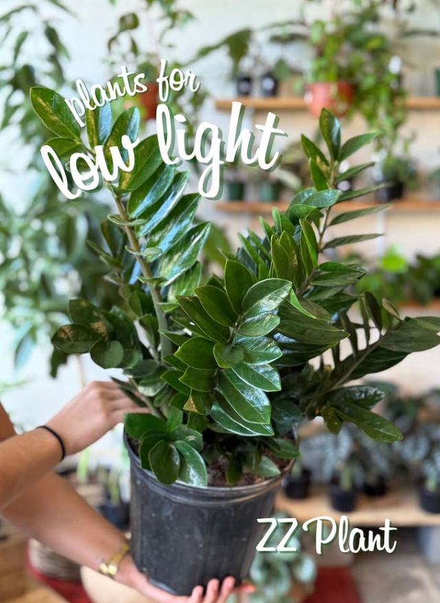 Low-Light ZZ Plant Selection