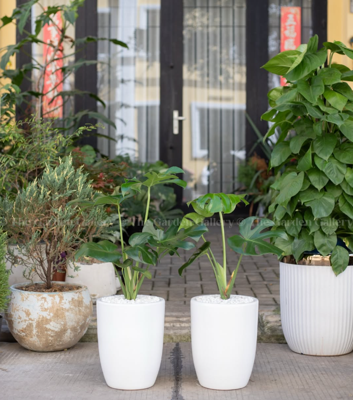 Outdoor Low-Light Plant Collection