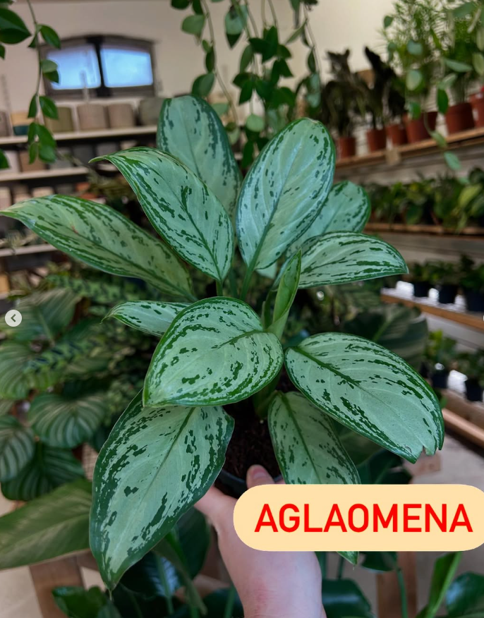 Aglaonema Chinese Evergreen