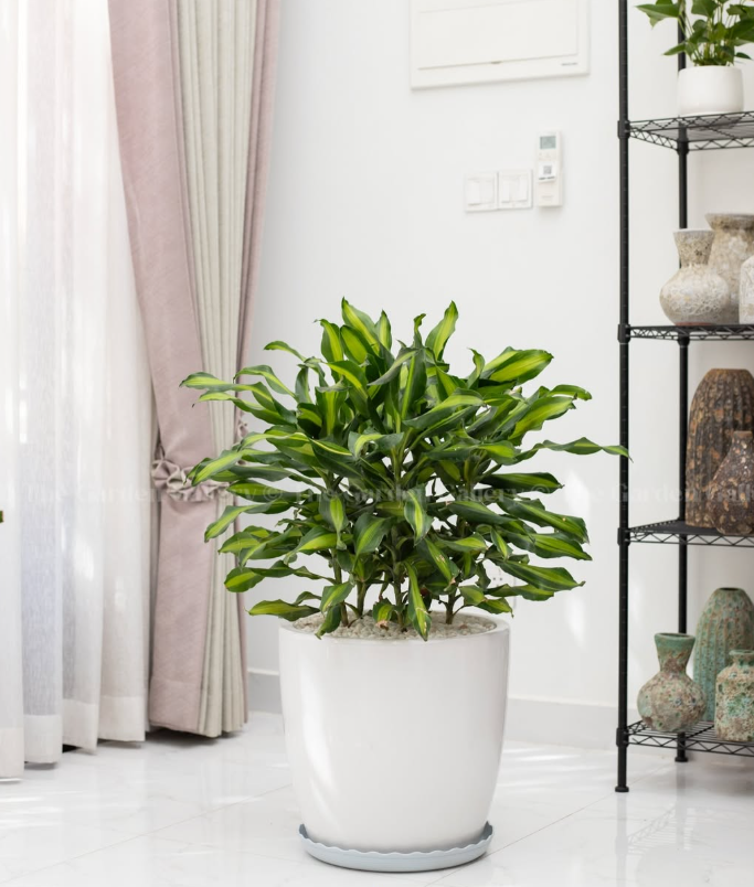 Dracaena Floor Plant