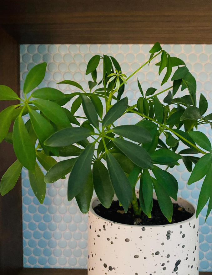Umbrella Plant (Schefflera)