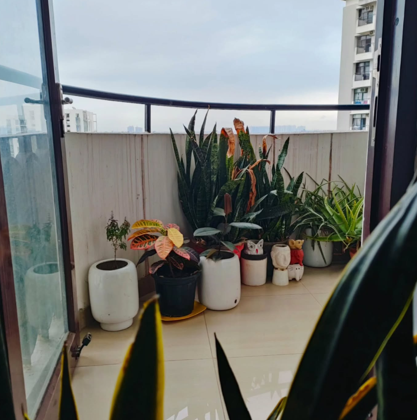 Balcony Plant Collection in Mixed Pots