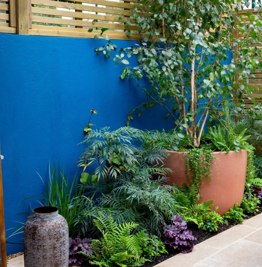Bold Blue Feature Wall Garden